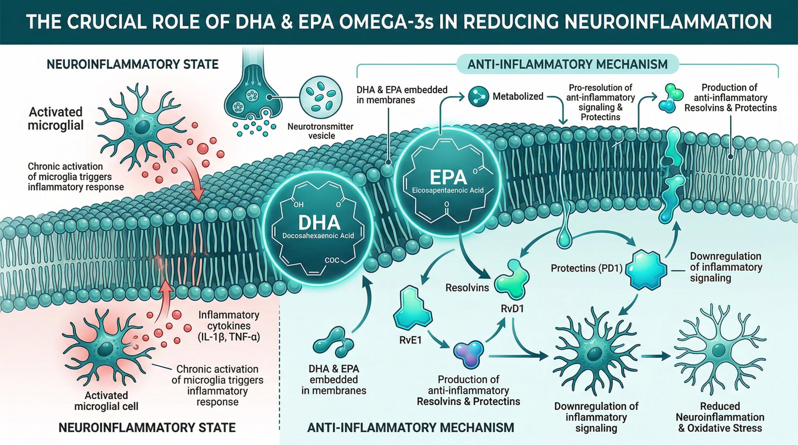 diagram showing DHA and EPA omega-3 fatty acids in brain cell membranes reducing neuroinflammation, teal white infographic