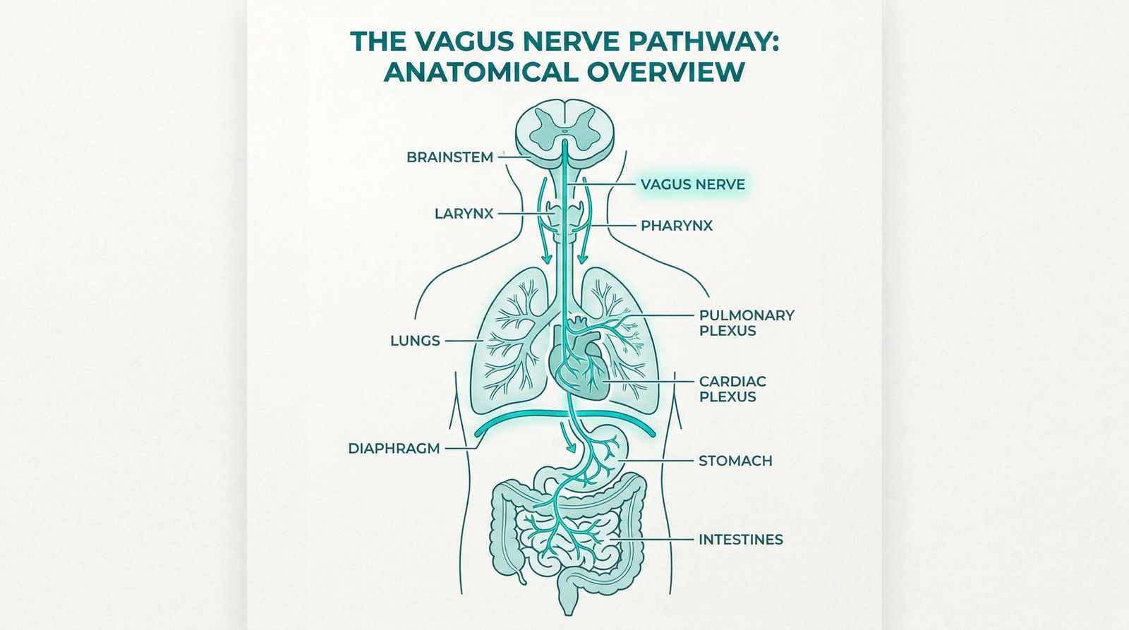 illustration of vagus nerve pathway from brainstem through heart lungs and gut, teal minimal anatomy health diagram